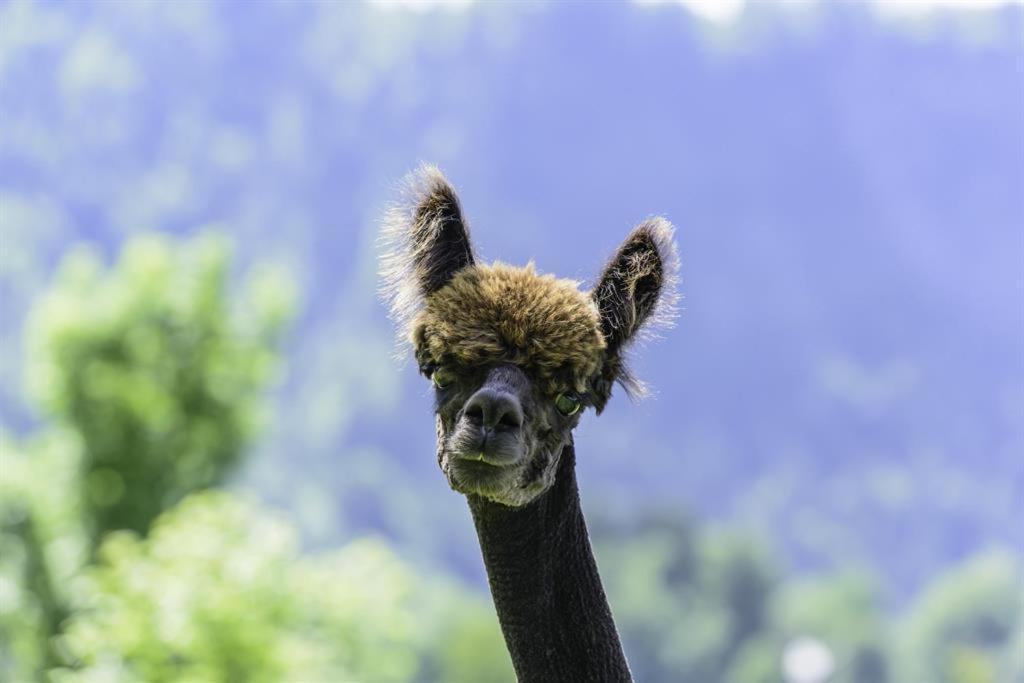 Alpakahof Wechs Villa Bad Hindelang Bagian luar foto