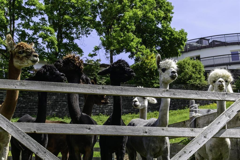 Alpakahof Wechs Villa Bad Hindelang Bagian luar foto