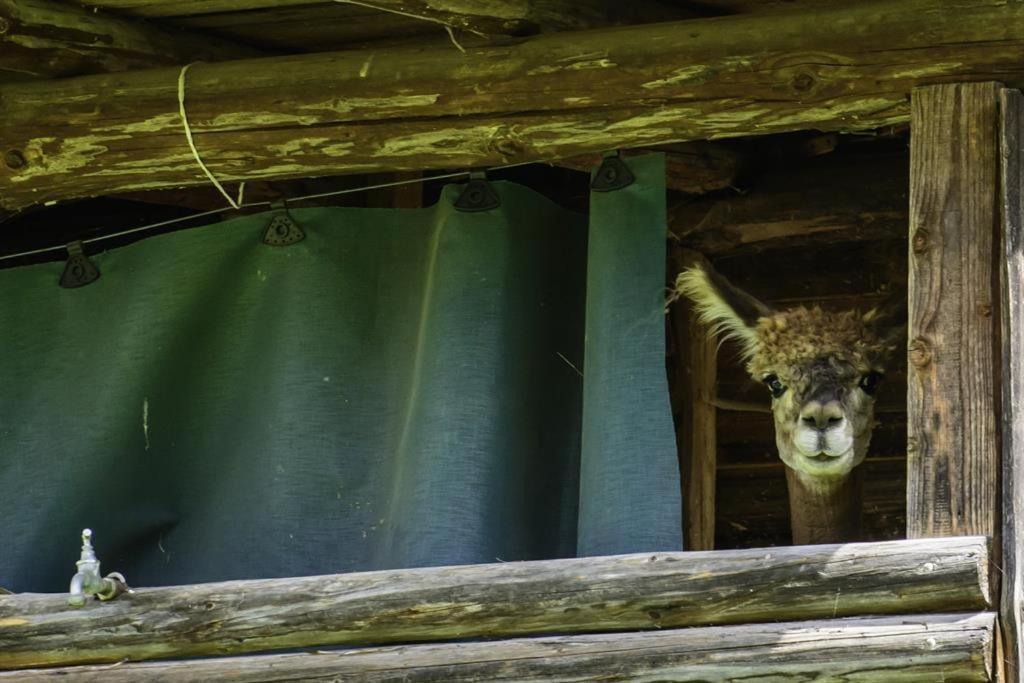 Alpakahof Wechs Villa Bad Hindelang Bagian luar foto